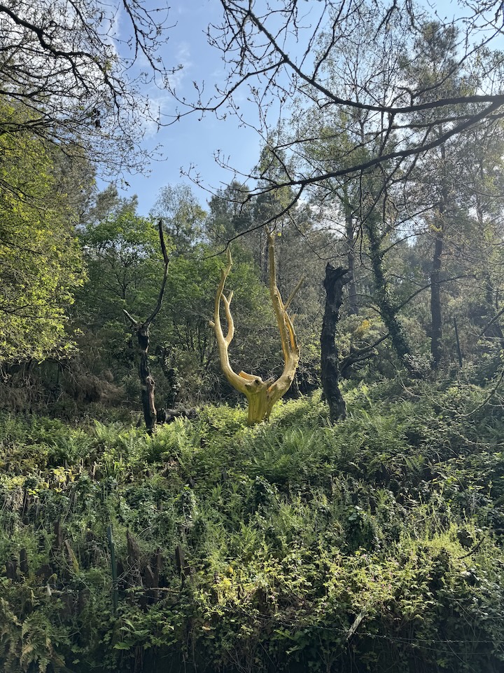 L'Arbre d'Or de la forêt de Brocéliande en Bretagne