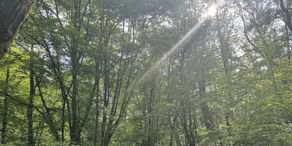 Forêt de Brocéliande au petit matin