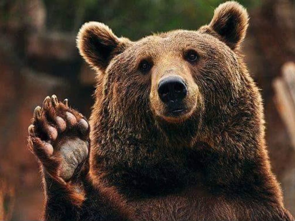 Un ours brun de face, la patte levée, sur un fond de végétation